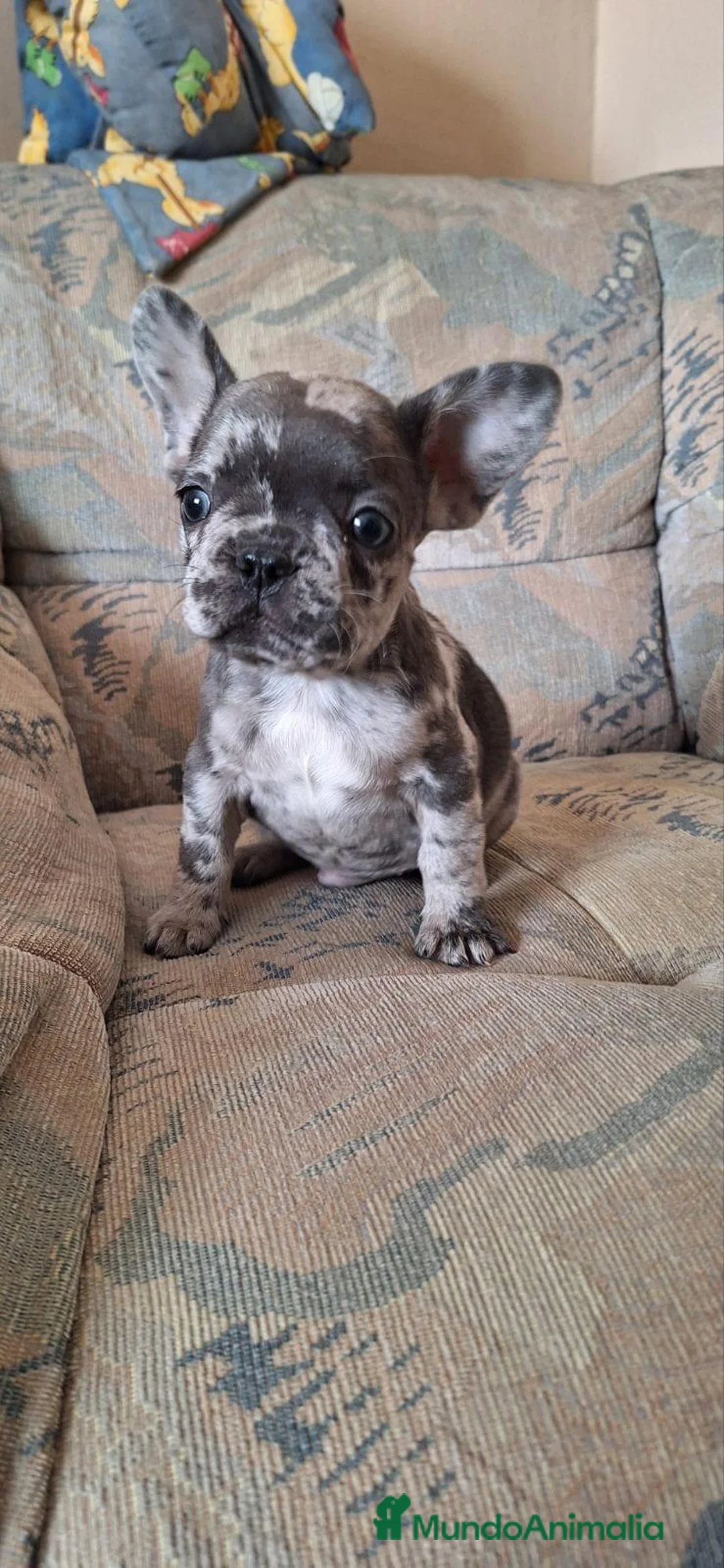 Bulldog Francés perros en venta: Cachorros de Bulldog francés  - Anuncio 1