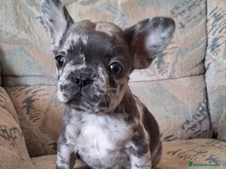 Bulldog Francés perros Cachorros de Bulldog francés - Anuncio 1
