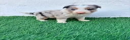Border Collie perros en venta: Border Collie tri merle blue choco - Anuncio 7