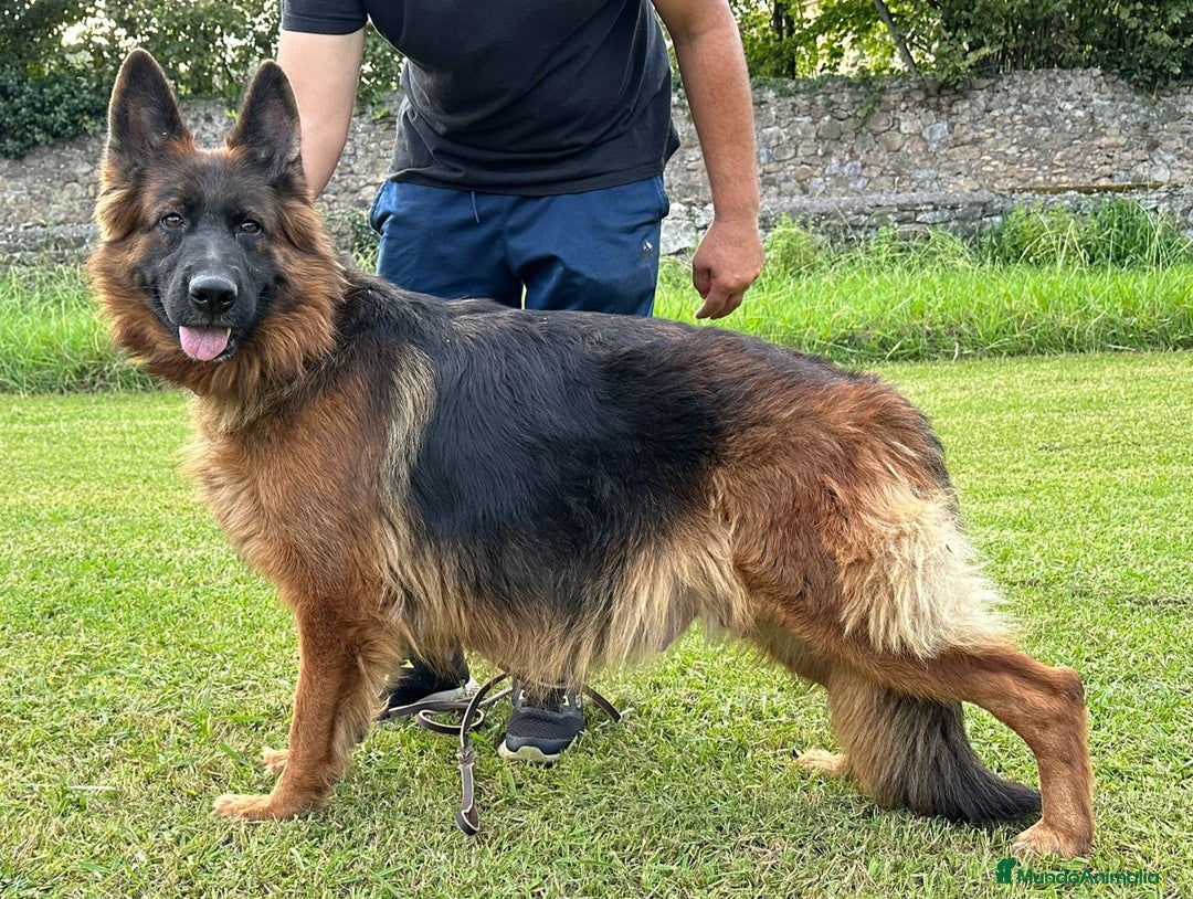 Pastor Alemán perros en venta: Pastores alemanes de CARMARGUT  - Anuncio 4