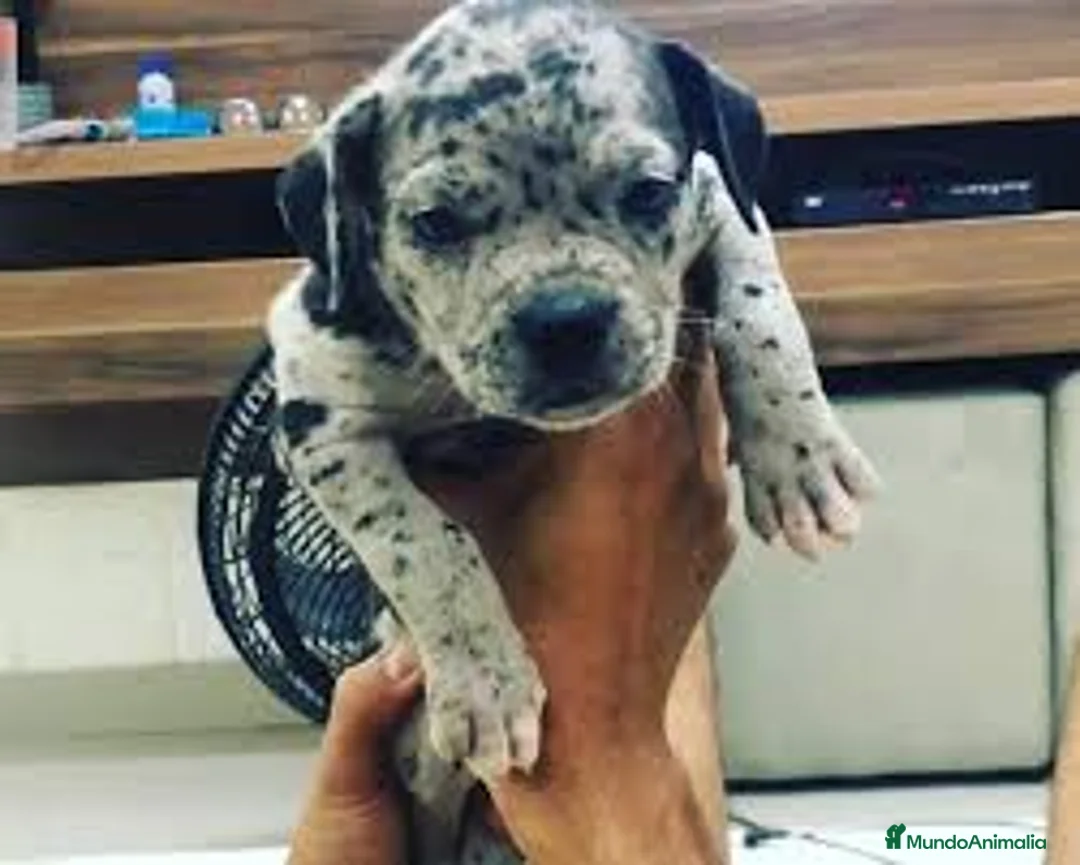 American Pit Bull Terrier perros en venta: AMERICAN PITBULL BLUE - TRICOLOR - MERLE en Sevilla - Anuncio 4