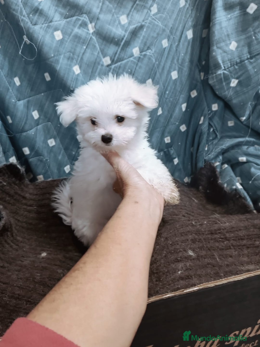 Bichón Maltés perros en venta: MACHITO CHIQUITIN DE BICHÓN MALTÉS - Anuncio 5