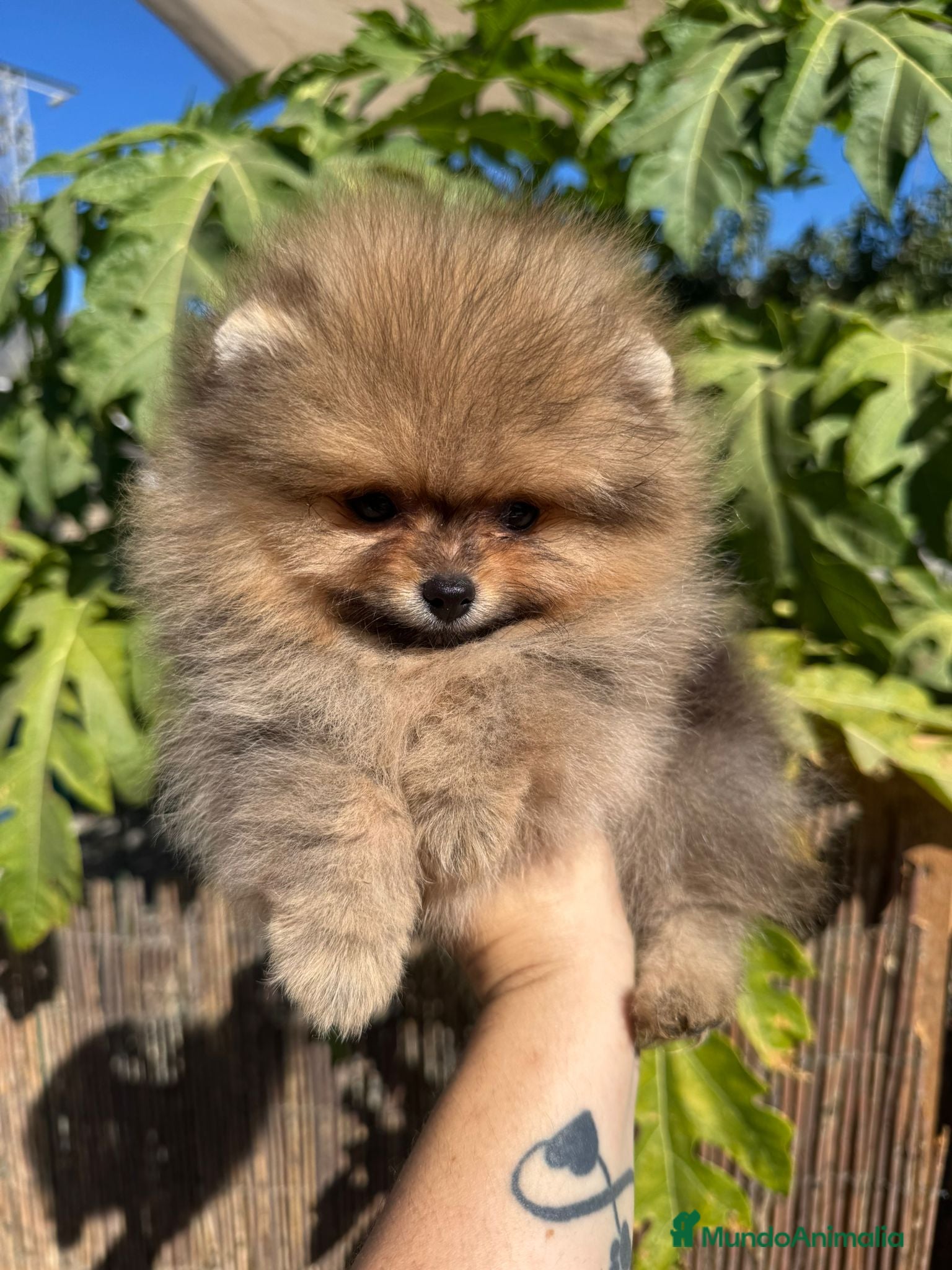 Pomerania perros POMERANIA SUPER MINI - Anuncio 7