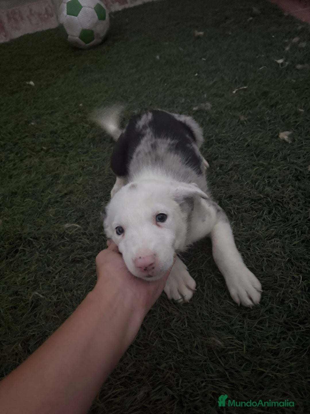 Border Collie perros en venta: BORDER COLLIE  - Imagen 16
