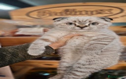 Scottish Straight gatos en venta: Scottish varias camadas  - Anuncio 2