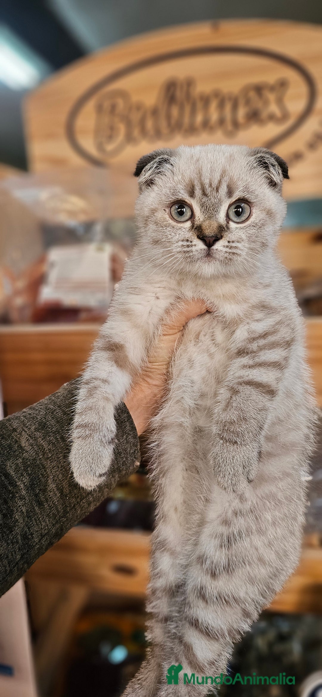 Scottish Straight gatos en venta: Scottish varias camadas  - Anuncio 2