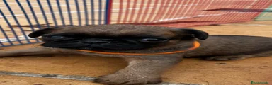 Petit Brabançon Cachorro 3