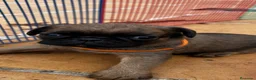 Petit Brabançon perros en venta: Petit Brabançon  - Anuncio 11