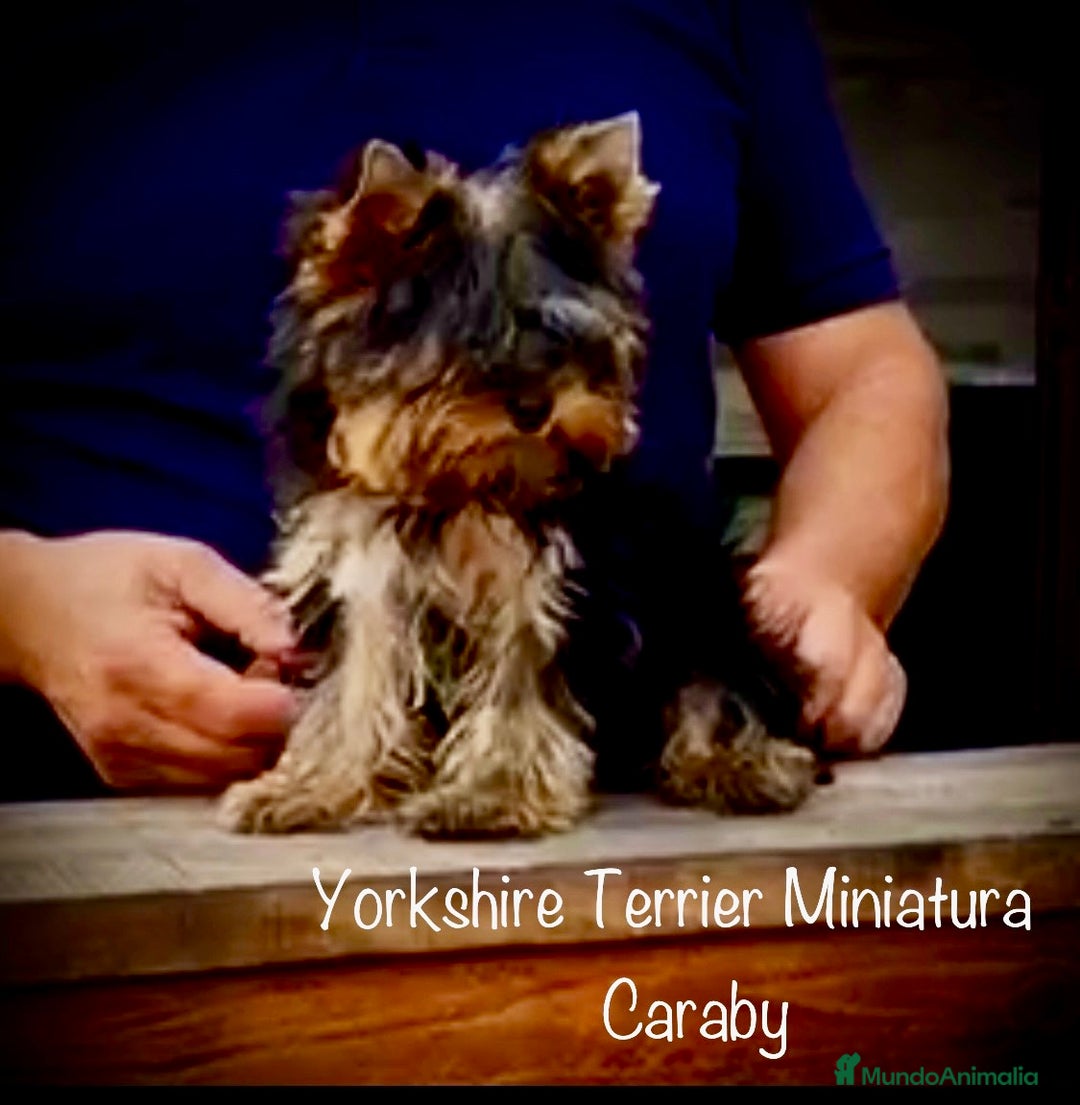 Raza Mixta perros en venta: Cachorros en Caraby Benidorm  - Imagen 6