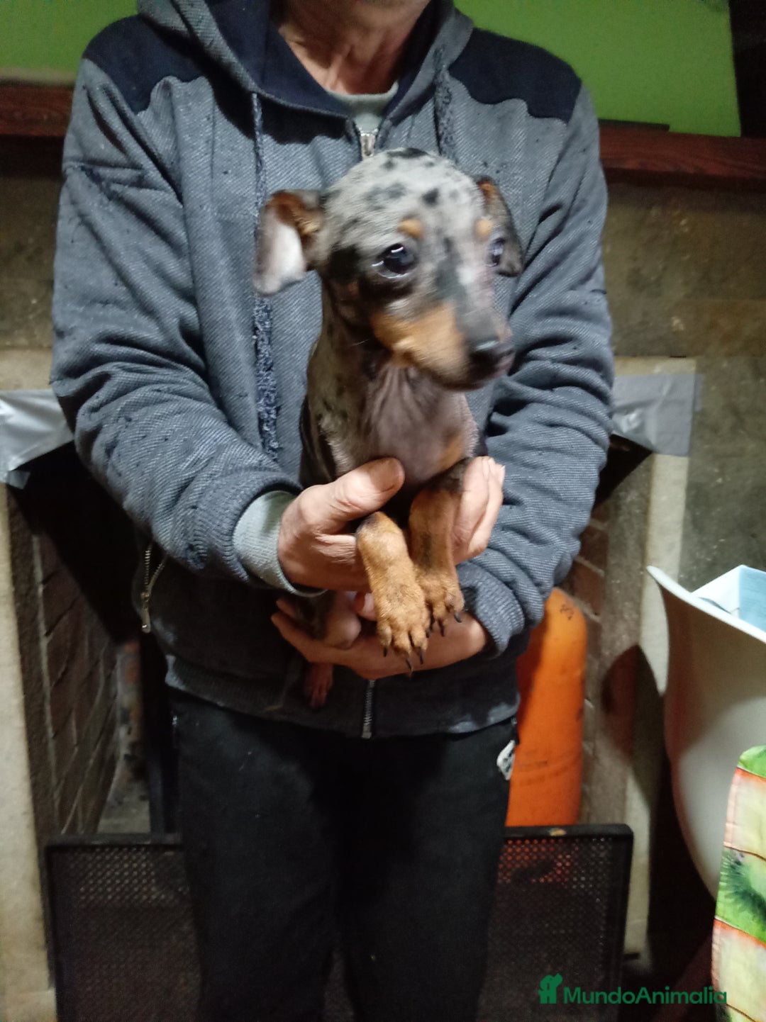 Pinscher Miniatura perros en venta: Pinscher miniatura - Anuncio 1