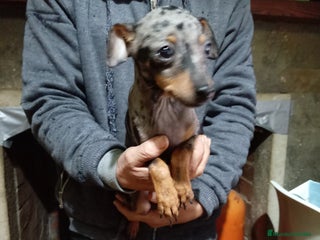 Pinscher Miniatura perros Pinscher miniatura - Anuncio 2