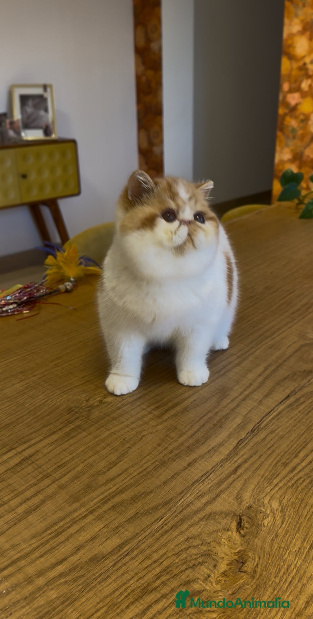 Exótico de Pelo Corto gatos en venta: Exótico Macho Bicolor Rojo - Anuncio 1