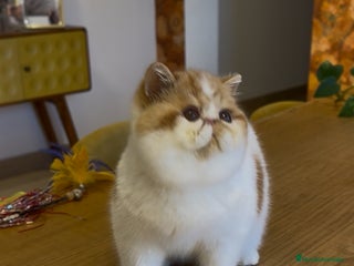 Exótico de Pelo Corto gatos Exótico Macho Bicolor Rojo - Anuncio 1