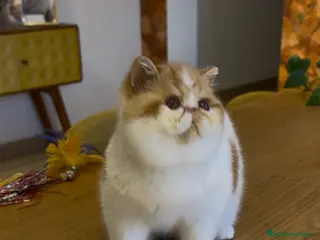 Exótico de Pelo Corto gatos Exótico Macho Bicolor Rojo - Anuncio 7