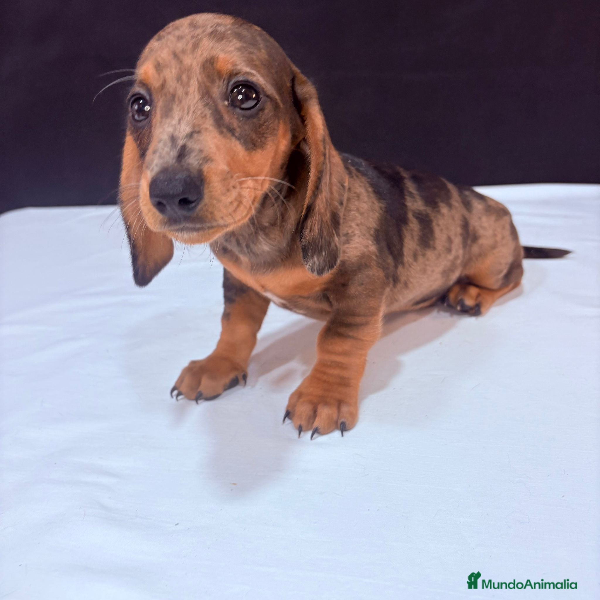 Teckel Miniatura perros Teckel Miniatura  - Anuncio 3