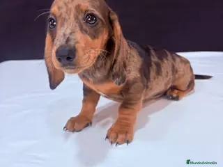 Teckel Miniatura perros Teckel Miniatura - Anuncio 3