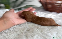 Caniche Toy perros en venta: CANICHE TOY ROJA - Imagen 9