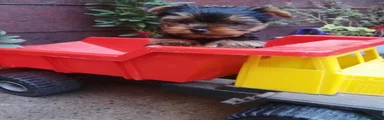Yorkshire Terrier Cachorro 1