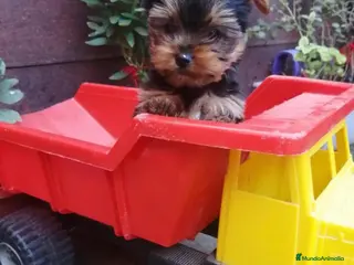 Yorkshire Terrier perros Yorkshire Toy - Anuncio 1