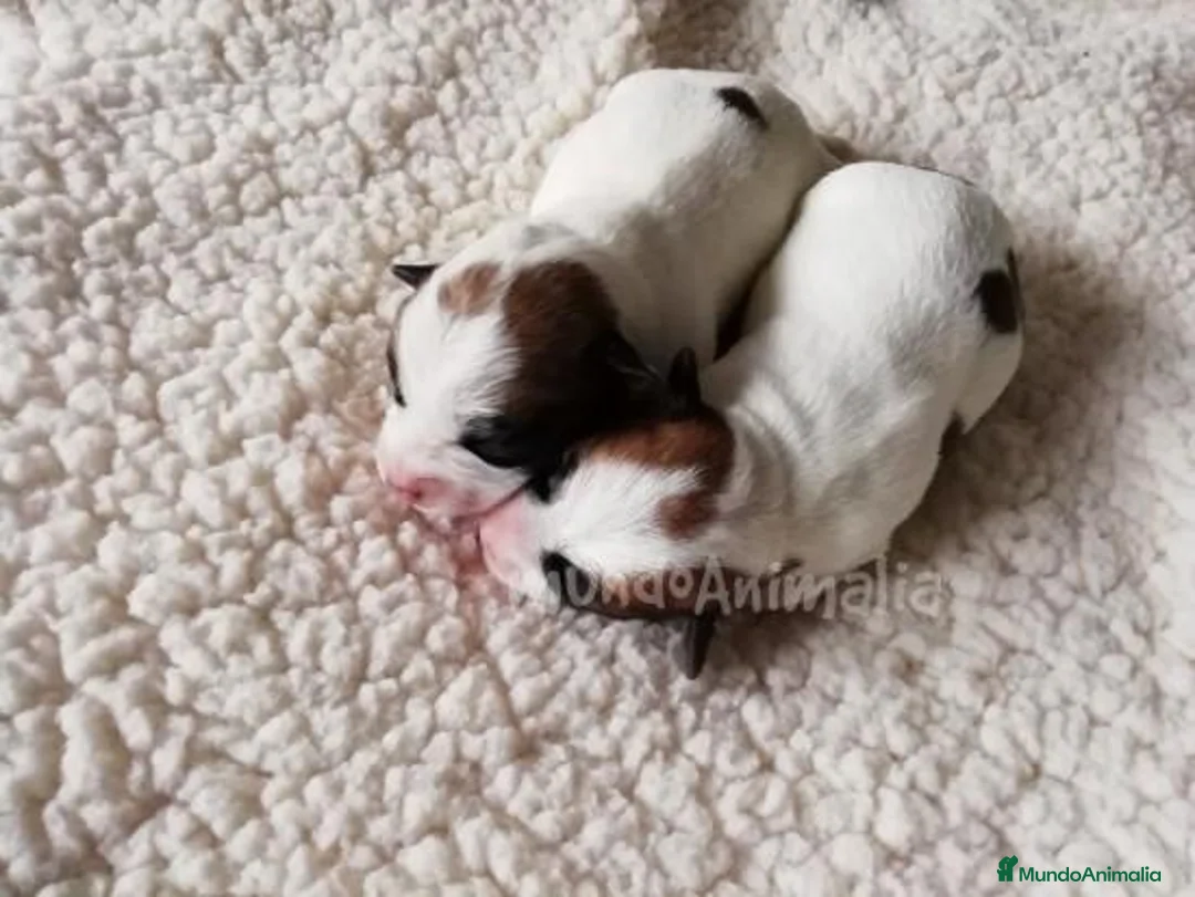 Imagen de galería {{count}}