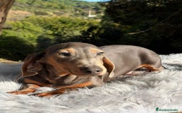 Teckel perros en venta: TECKEL - Anuncio 2