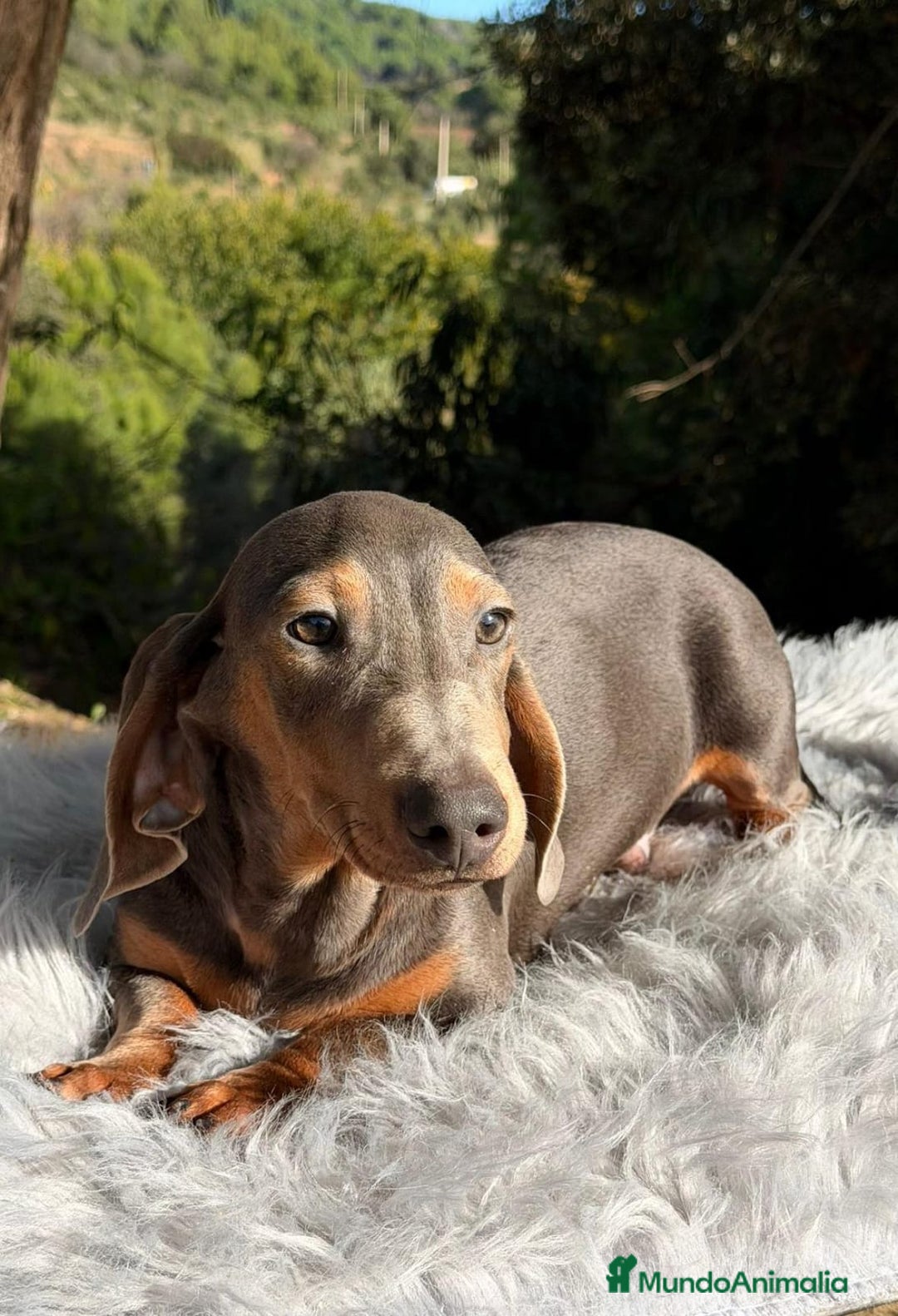 Teckel perros en venta: TECKEL - Anuncio 2