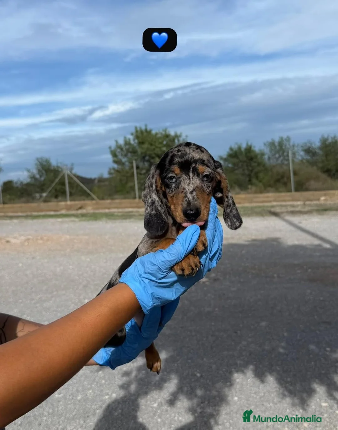 Teckel Miniatura perros en venta: TECKEL MINI ARLEQUIN - DISPONIBLES ✅ - Anuncio 2