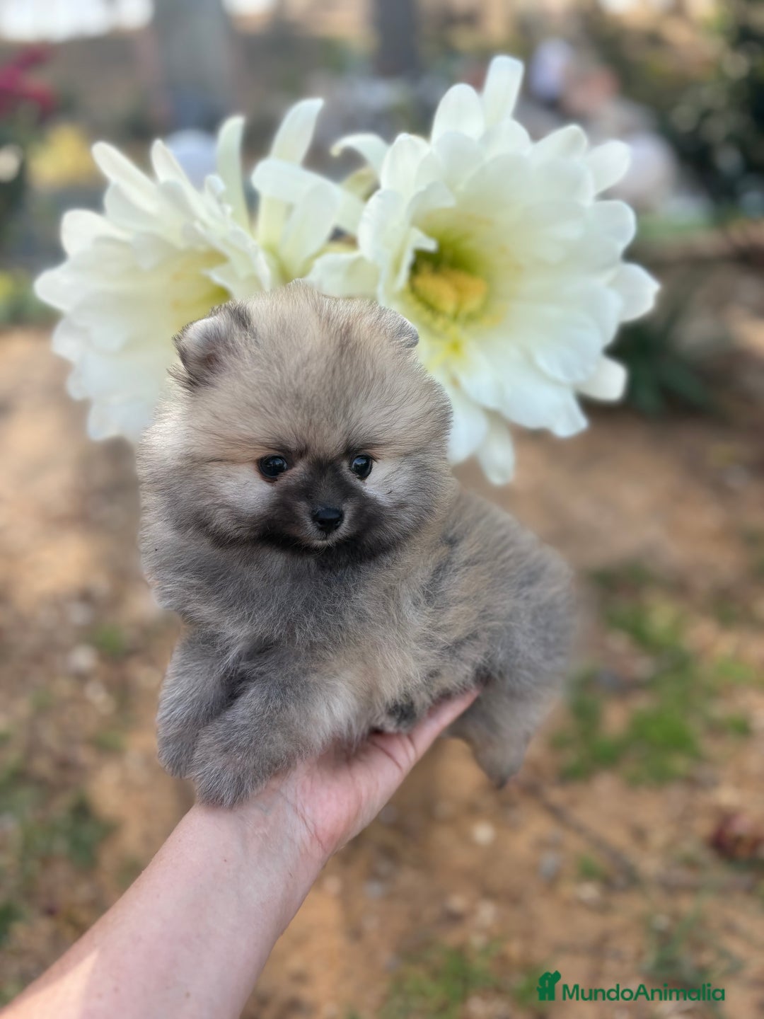 Pomerania perros en venta: Pomerania excelentes lineas  - Imagen 12