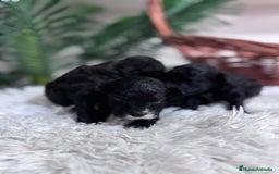 Caniche Toy perros en venta: CANICHE TOY - Imagen 3