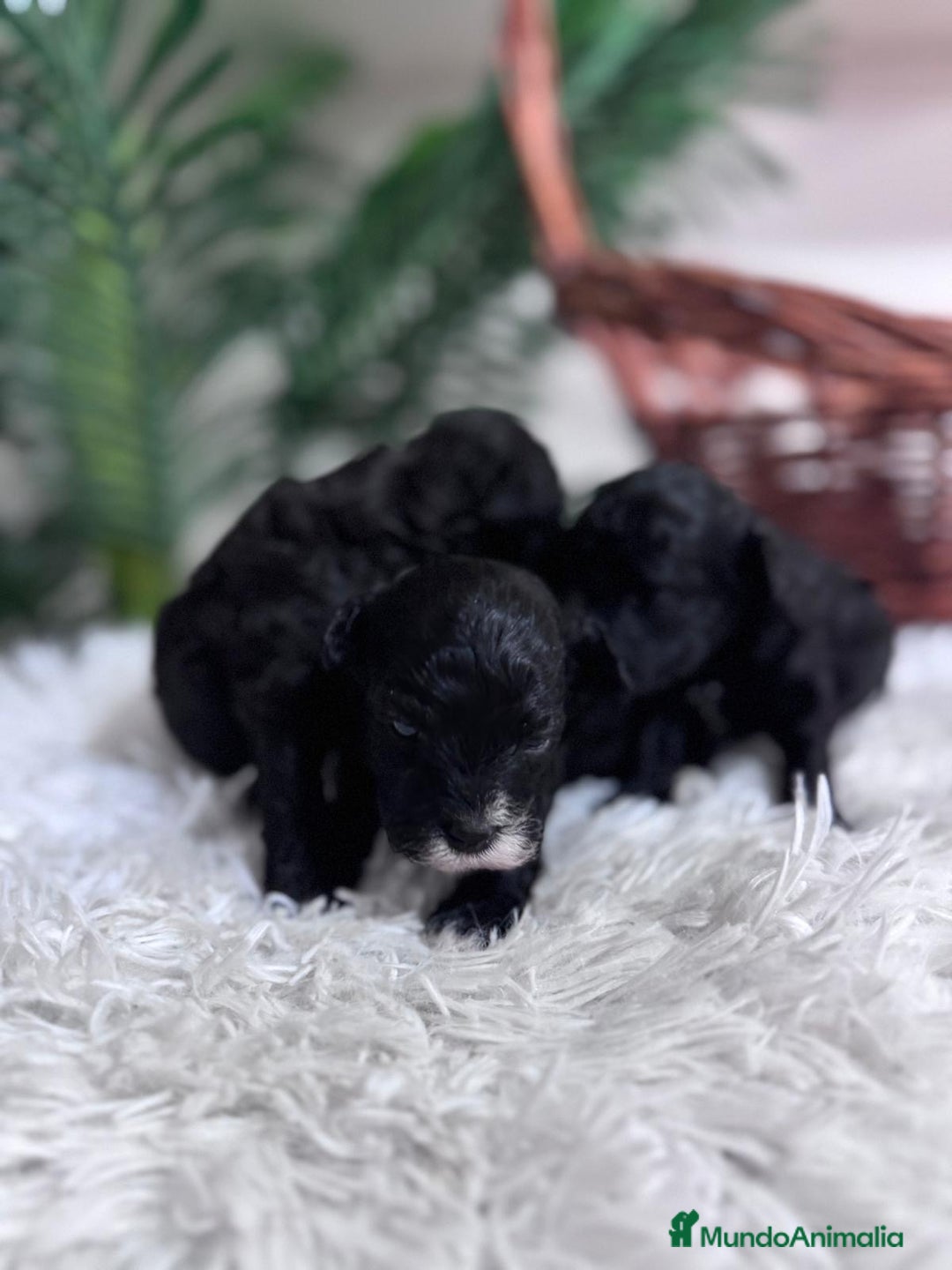 Caniche Toy perros en venta: CANICHE TOY - Imagen 3