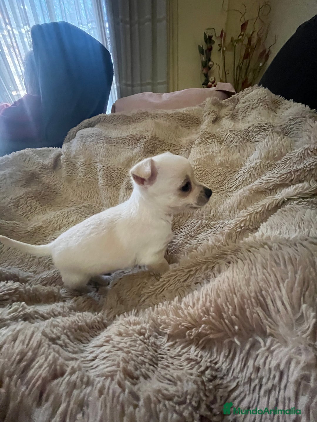Chihuahua perros en venta: Chihuhua - Anuncio 5