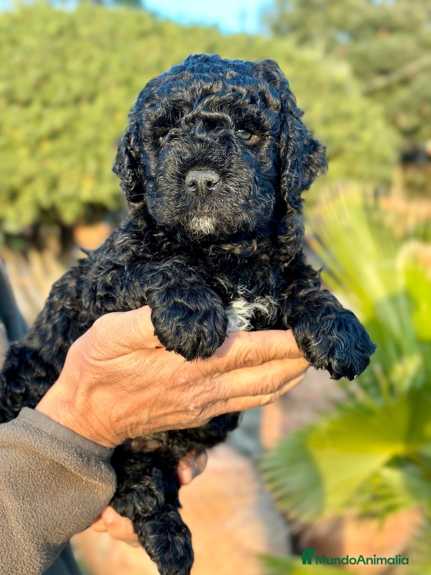 Perro de Agua Español perros Perro de Aguas - Anuncio 2