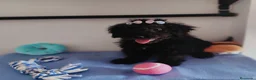Perro de Agua Español perros en venta: Perro de agua  - Anuncio 16