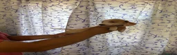 Teckel perros en venta: Teckels Kaninchen  - Anuncio 2