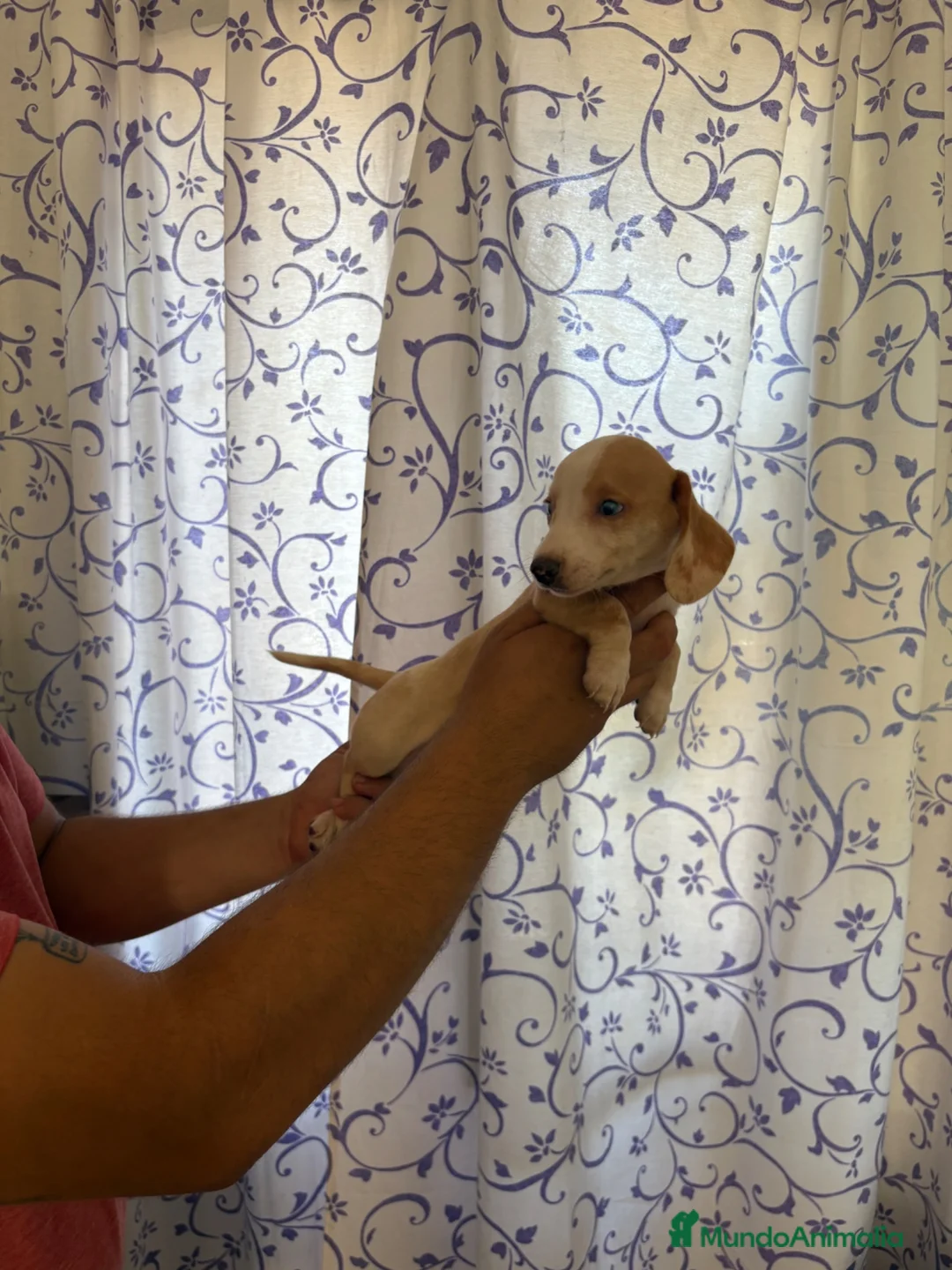 Teckel perros en venta: Teckels Kaninchen  - Anuncio 2