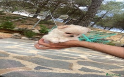 Chihuahua perros en venta: Chihuahua de pelito largo macho  - Imagen 3