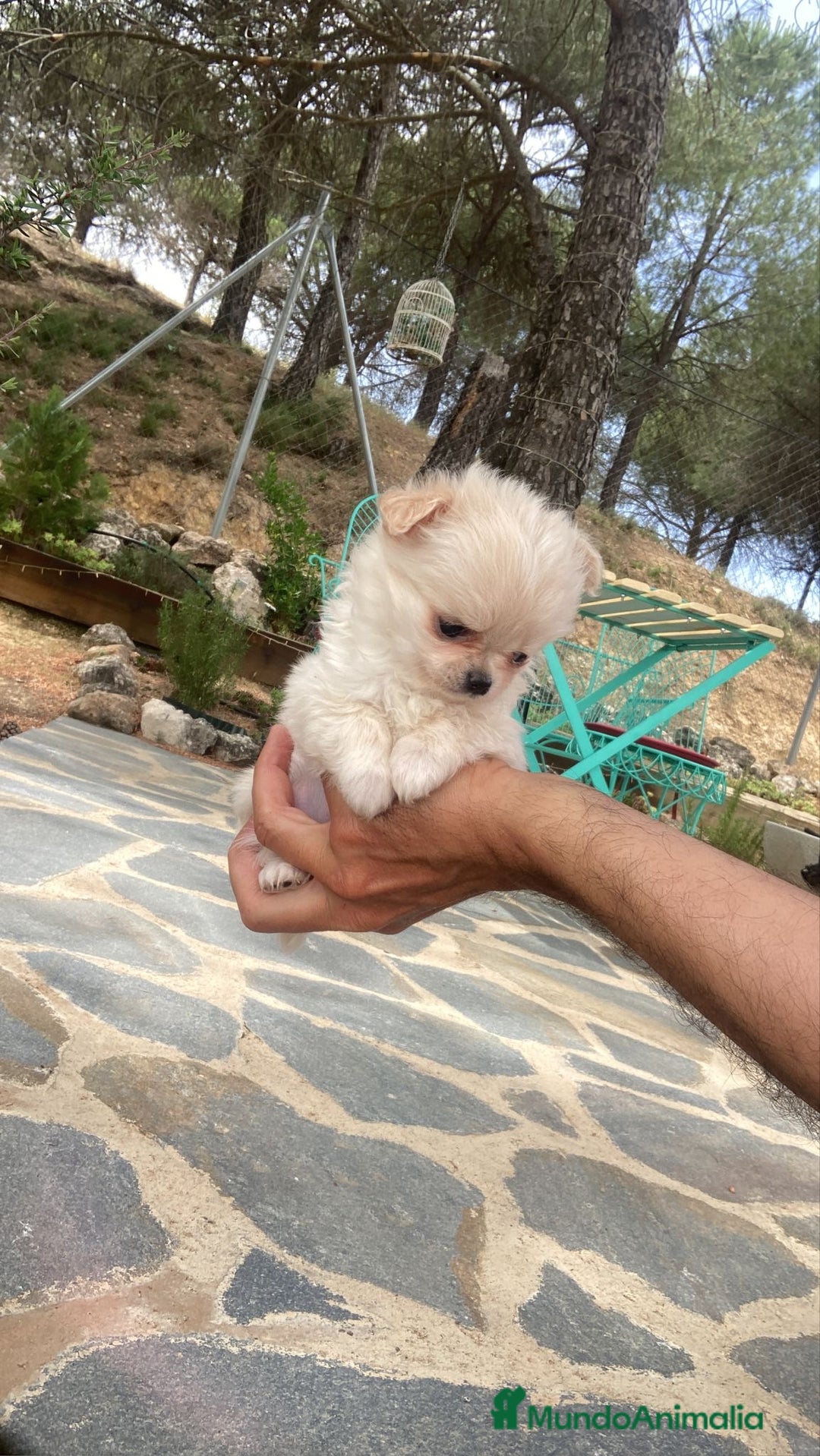 Chihuahua perros en venta: Chihuahua de pelito largo macho  - Imagen 3
