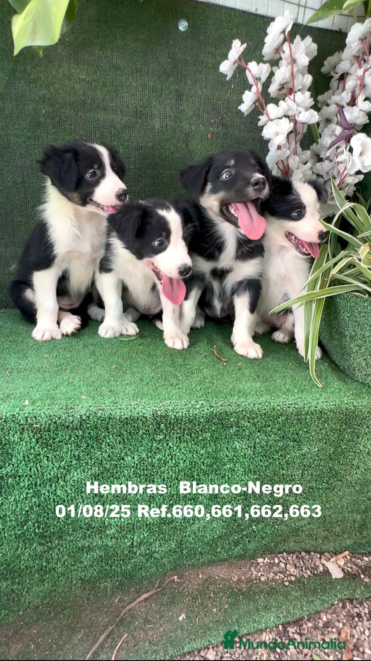 Border Collie perros BORDER COLLIE hembras - Anuncio 17