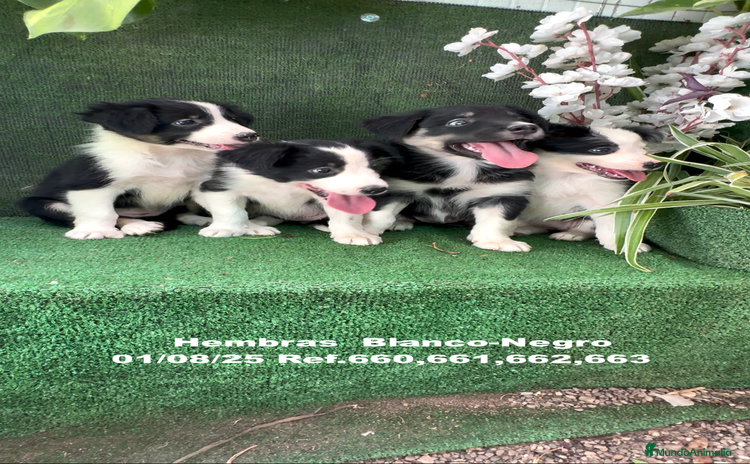 Border Collie perros - Anuncio 1