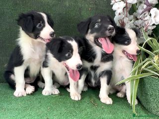Border Collie perros - Anuncio 23