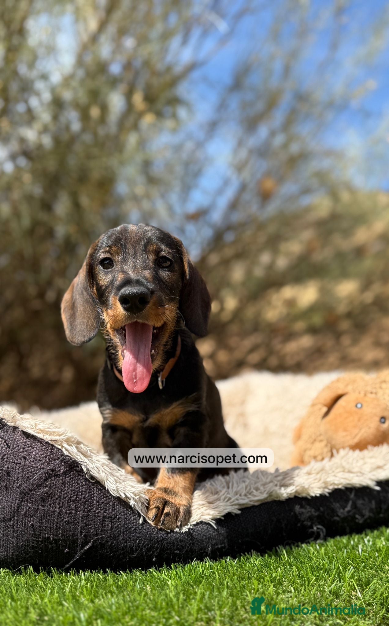 Teckel Miniatura perros CACHORROS TECKEL PELO DURO en Asturias - Anuncio 33