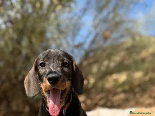 Teckel Miniatura perros CACHORROS TECKEL PELO DURO - Anuncio 1