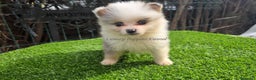 Pomsky perros en venta: Pomsky miniaturas  - Anuncio 1