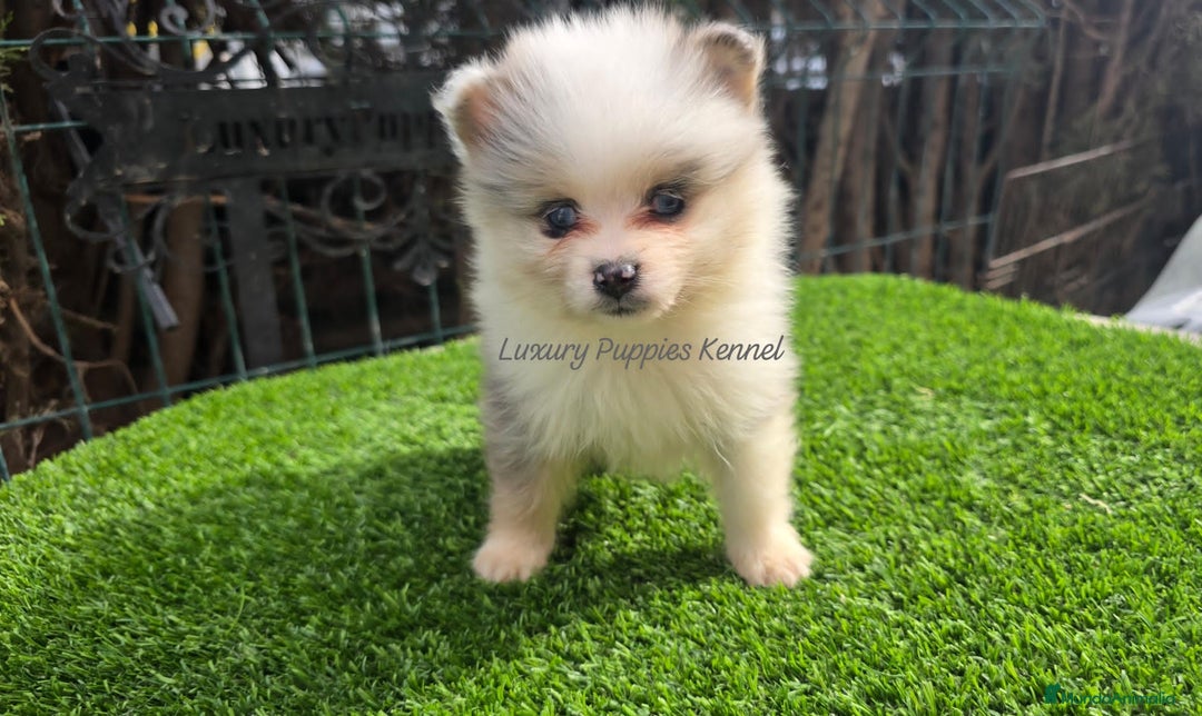 Pomsky perros en venta: Pomsky miniaturas  - Anuncio 1