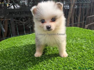 Pomsky perros Pomsky miniaturas - Anuncio 26