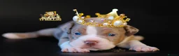 American Bully perros en venta: American Bully tricolor merle en Cantabria - Anuncio 1