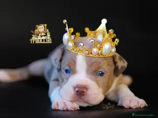 American Bully perros American Bully tricolor merle en Cantabria - Anuncio 6