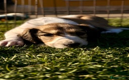 Saluki perros en venta: Camada de Salukis  - Imagen 36