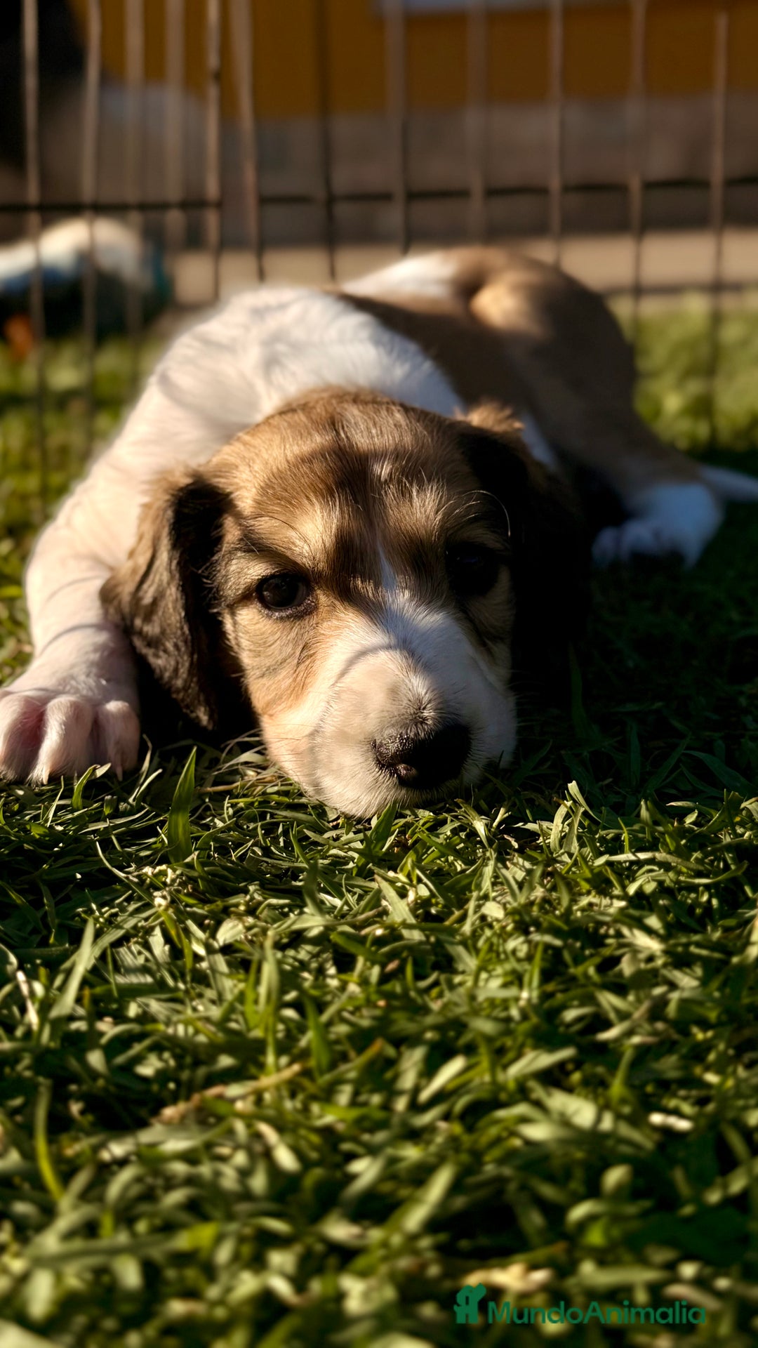 Saluki perros en venta: Camada de Salukis  - Imagen 36
