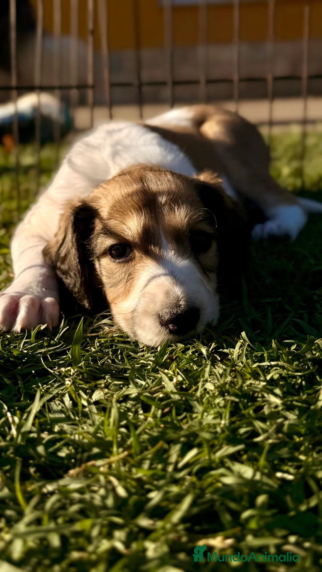 Saluki perros en venta: Camada de Salukis  - Anuncio 37